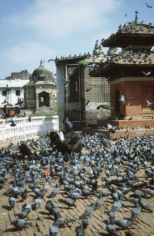 10_Kathmandu, duiven op Durbar Square.jpg